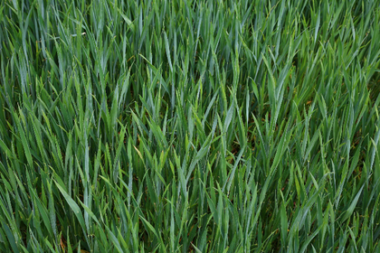 Pure Turf