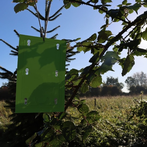 STV Horse Chestnut Leaf Miner Trap - Twinpack