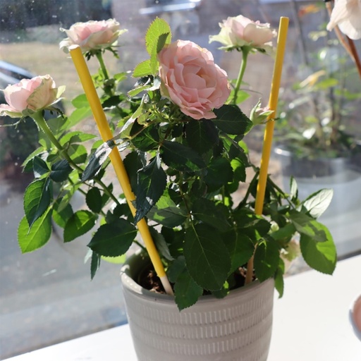 STV  Pot Plant Bug Stick - 6-Pack