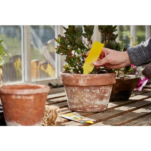 STV  Pot Plant Bug Trap - 5-Pack