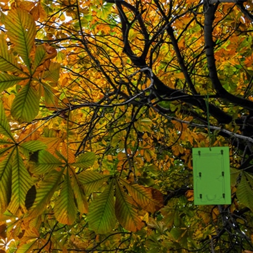 STV  Horse Chestnut Leaf Miner Trap Refill - Twinpack