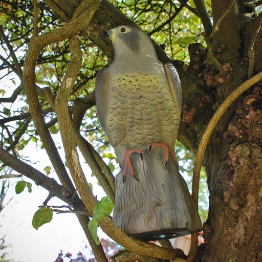 STV  Falcon