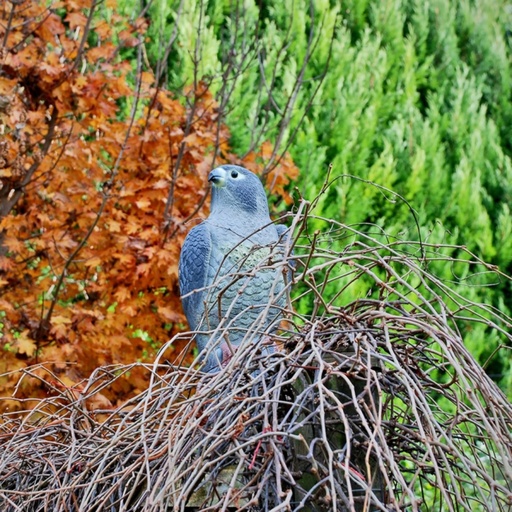 STV  Falcon
