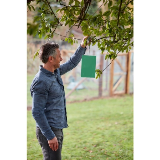 STV  Apple Maggot Trap - Twinpack