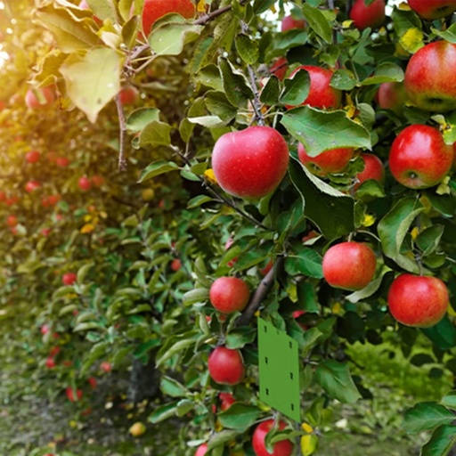 STV  Apple Maggot Trap - Twinpack