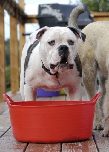 Red  Gorilla - Gorilla Tubs & Recycled Black Tubs - Small Shallow 15L -Red