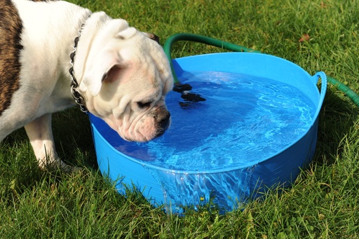 Red  Gorilla - Gorilla Tubs & Recycled Black Tubs - Large Shallow 35L- Blue