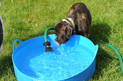 Red  Gorilla - Gorilla Tubs & Recycled Black Tubs - Large Shallow 35L- Blue