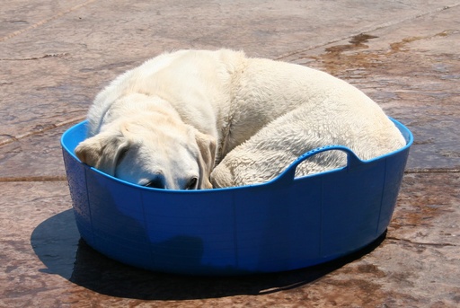 Red  Gorilla - Gorilla Tubs & Recycled Black Tubs - Large Shallow 35L- Blue