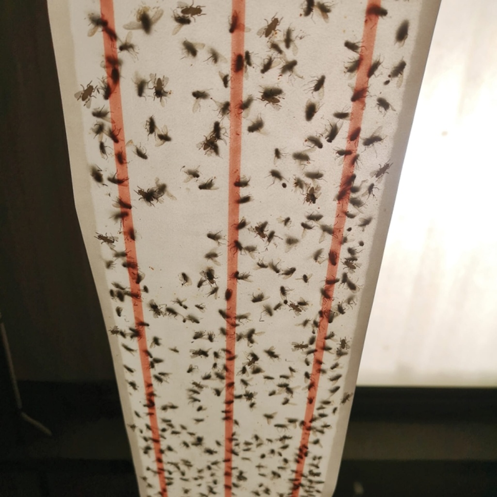 [ZER504] STV XL Sticky Fly Roll 10 meter Image 