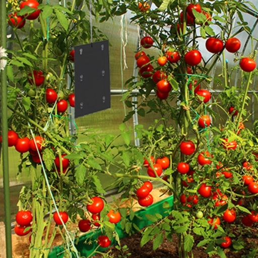 STV Tomato Leaf Miner Trap - Twinpack